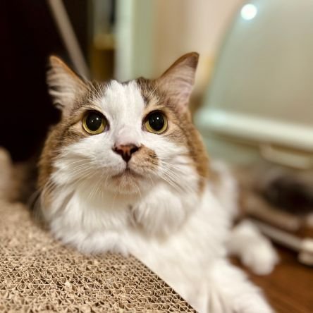 妻と良くサイクリングに行きます。
孫が二人います。猫を飼ってます。
猫大好きです。観葉植物育ててます。
家庭連合信者です。