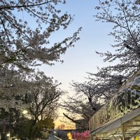 しもたま (@shimousanobaka) Twitter profile photo