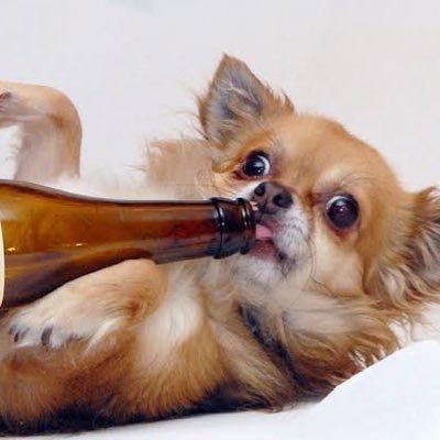 inu_umasou's profile picture. 25↑ ꒰ঌᐢ.ˬ.ᐢ໒꒱ よく喋ります ঌᐢ.ˬ.ᐢ໒꒱  まじで全くキレないって巷で有名です