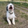 paulmorrishhl's profile picture. Helping to make a global product better. Technical writer. I tweet about software testing, iOS development. All views are mine.