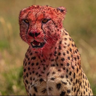 mukawwemet's profile picture. après moi le déluge