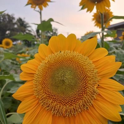 jnnl_tolentino's profile picture. Engr.💛