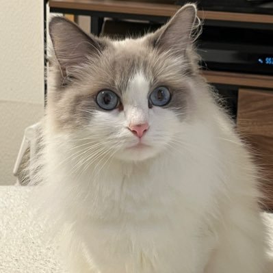 私がパンスト太郎です、猫、音楽、ラーメン、酒が好きです、向上心がまるで無く毎日適当に生きています😉