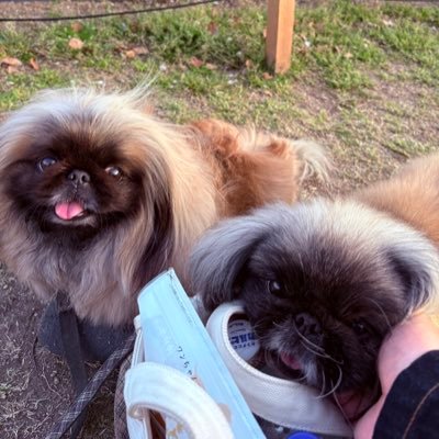 ikemendesu087's profile picture. 00