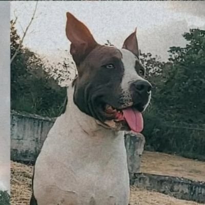 somboyfx's profile picture. 