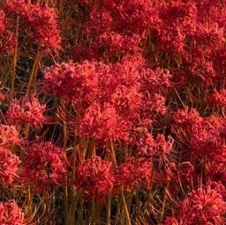 silkybeans_a's profile picture. 