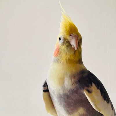 hioさんのプロフィール画像