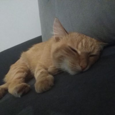 miilancholic's profile picture. 📚🎵