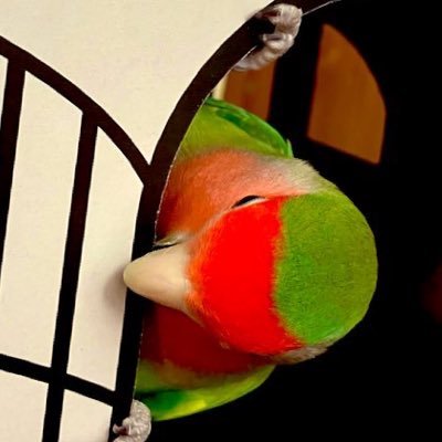 しらたまさんのプロフィール画像