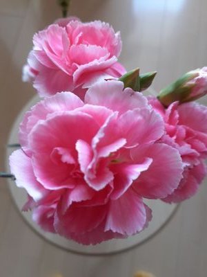 chikako328y's profile picture. 八神純子さんFC♡岩城直也さん  I'm supporting you  布施明さん   薬師丸ひろ子さん      塩谷 哲(SALT)さん  Naoya  Iwaki  Pops Orchestra🎼音楽家を応援します　　　　　　ピアノ　 舞台 🌹 　　元幼稚園教諭