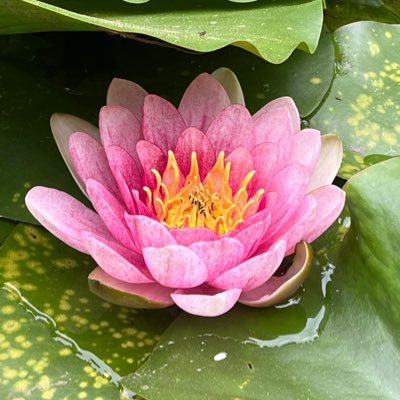 chamatonana's profile picture. 社会福祉士とか精神保健福祉士とか公認心理師とか介護福祉士とか。一般二次救急。MSW。追い出し屋。 →からの司法福祉屋。にゃーん