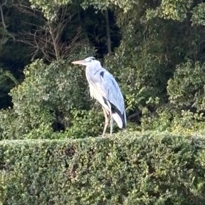 harumeshiii's profile picture. 無言フォローごめんなさい、ペルソナ、メタファー好き/スト6(最高1671ラシード、サガット)ペルソナの推しは新島真の高校生です