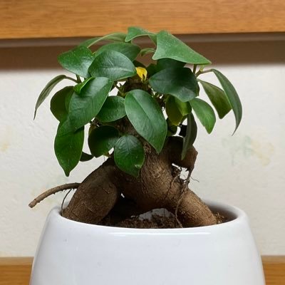 ハシモトさんのプロフィール画像