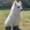 AG0D0R1RV's profile picture. Dog Think, Hack, Write, Repeat