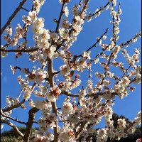 月影薫衣 (@kunue_tukikage) Twitter profile photo