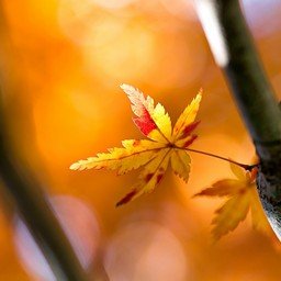 EmersonRic5034's profile picture. The mind that is anxious about future events is miserable.