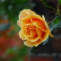 Jackeline Beer (@jackelineb55989) 's Twitter Profile