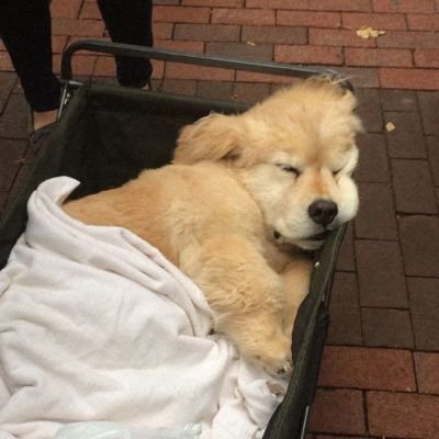 xuetangzhuren's profile picture. 