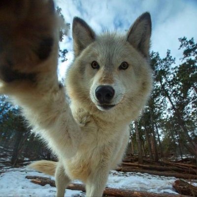 woof