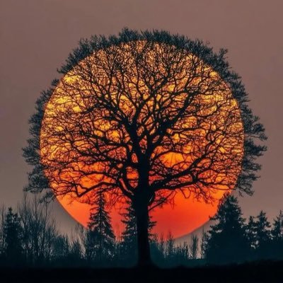 _ThomasVu's profile picture. Mia