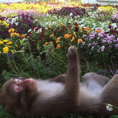 meegustaelpan's profile picture. 