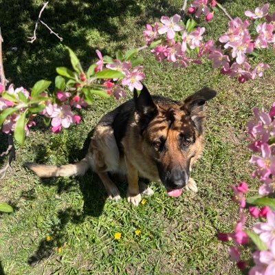 ariannairwinn's profile picture. 