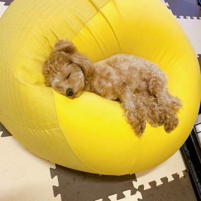 プロeスポーツチーム「AXIZ 」LOL部門、Pokémon UNITE部門General Manager お仕事などのご依頼はDM又はこちらまでhttps://t.co/m50ty0Jcj2 LOL/한국어/筋トレ/犬