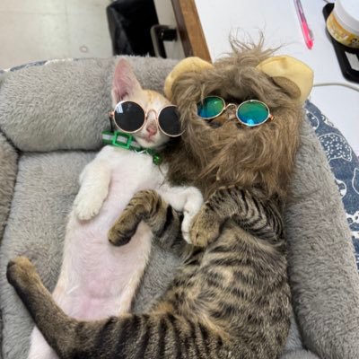 0luvwht0's profile picture. Animal person 🦊🐨🐱🐰🐹 อยากเกิดเป็นหมาที่สอนเคมีได้นิดหน่อย