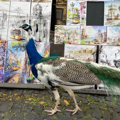 pavo_real8's profile picture. 2023年7月～ワーホリ、そのままスペイン移住📍マドリード 夫はgaditano🇪🇸 スペイン/ヨーロッパの情報収集📝