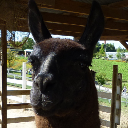 miyazaki_y's profile picture. 