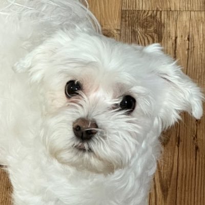 성인 / 약영수시구독계 겸 일상계♥︎ / ps.저희집 멈머입니다 많이 귀여워해주세요 ( 계정 여기로 옮기는 중 )