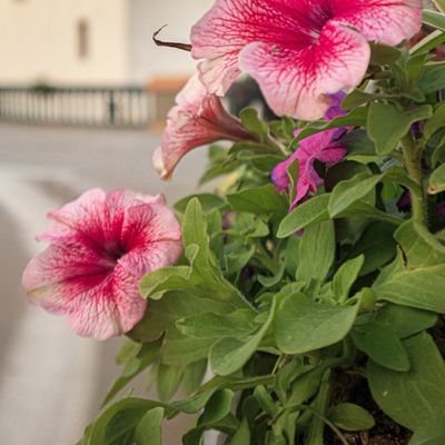 98saifDz's profile picture. ❤️💚🤍