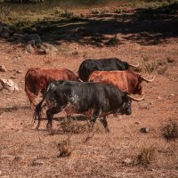 Verdad Taurina (@verdadtaurina) 's Twitter Profile Photo