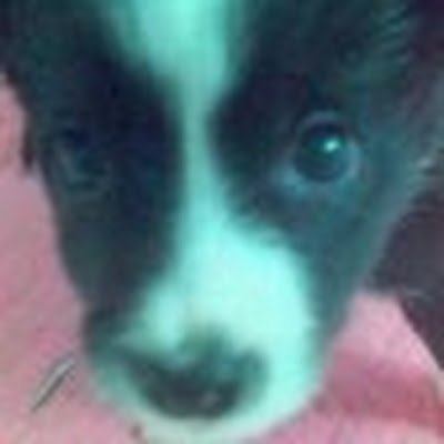 SapipsP's profile picture. 