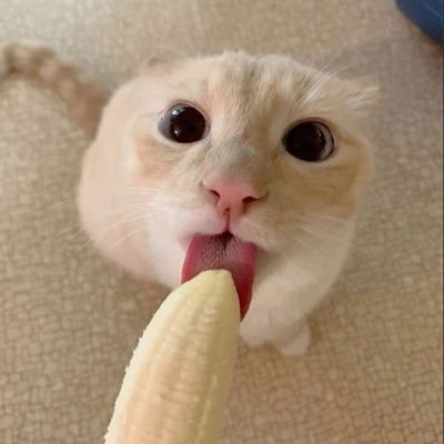 BoyPussy_Bussy's profile picture. Bussy