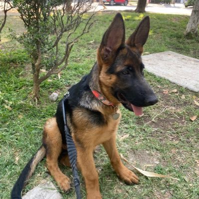 MARIOAL73351125's profile picture. Tapatío Hasta los huesos