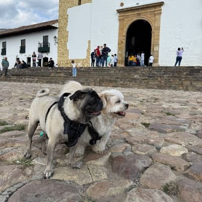 FredyTelloR's profile picture. 🎮💻🧑🏻‍💻🐶🥋✈️🛳️ ❤️