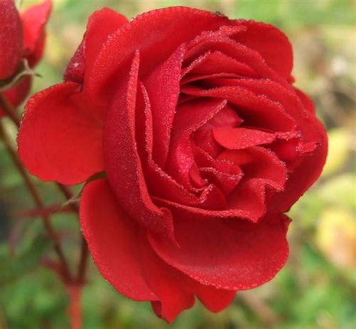 RedCrossNews's profile picture. We invite you to follow RED CROSS NEWS and SEND FLOWERS FOR FREE.