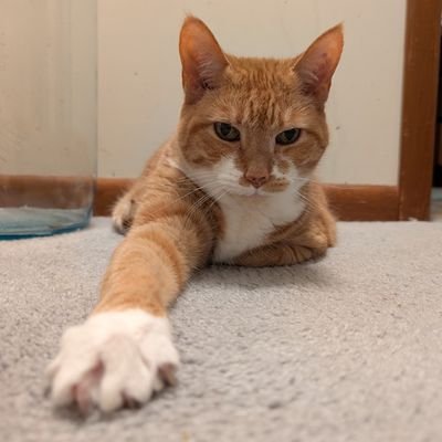 NadolJessica's profile picture. Gardener and reader. Loves Corgis, Horses and Cats. Patriotic American. I don't care about your political tweets, just want to know if it will be sunny tomorrow