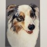 AusiMerlin's profile picture. A blue merle Australian Shepherd, married to gorgeous @ourChloePup our pups @Ausifairydust @ourjaniepup @sheltiepip (Pip & Paddy)