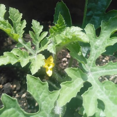 fzXQoQ4CZcm4rvR's profile picture. (。・_・。)ノ♪