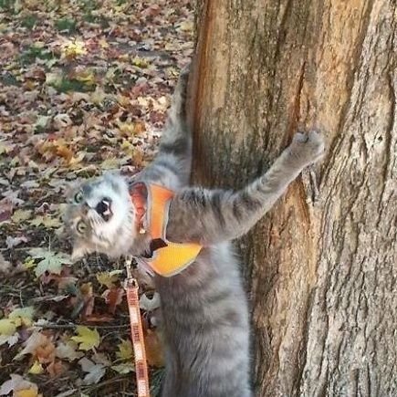 __capy___'s profile picture. 