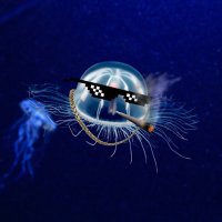 immortal jellyfish 🪼 (@immort4lj3lly) 's Twitter Profile Photo immortal jellyfish 🪼 (@immort4lj3lly) 's Twitter Profile Photo