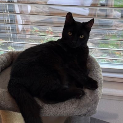 sagelasoul's profile picture. I just love talking