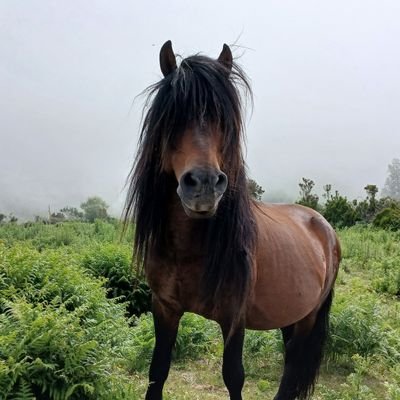 pedradera's profile picture. nacionalcomunista 🇵🇹