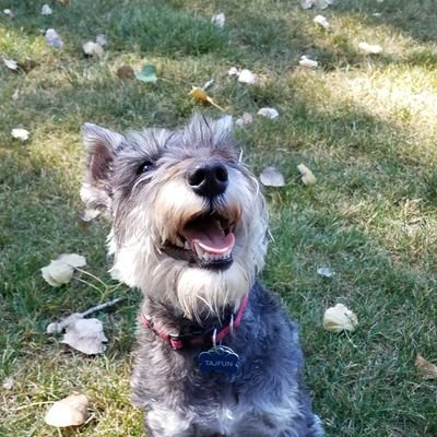 SebaTheWebaaa's profile picture. 
