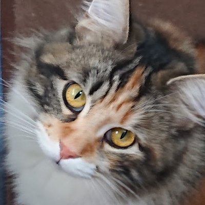 0922kaorin's profile picture. 2025年4月～bgrass株式会社でCA/RA担当| フリーランス（採用支援）| 保護猫3匹溺愛（♂♀♀）| Snow Man箱推し| パクチー❤ | ピンク髪でCAやってます！