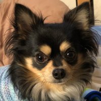 cpuindo (@cpuindo) 's Twitter Profile Photo