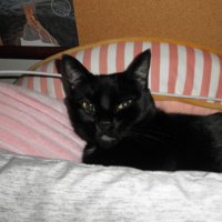 ale (@covens) 's Twitter Profile