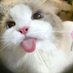 cuteecats (@cuteecats154619) Twitter profile photo cuteecats (@cuteecats154619) Twitter profile photo